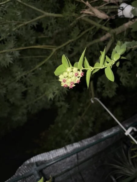 ホヤ　クミンギアナ　花　咲き始めました