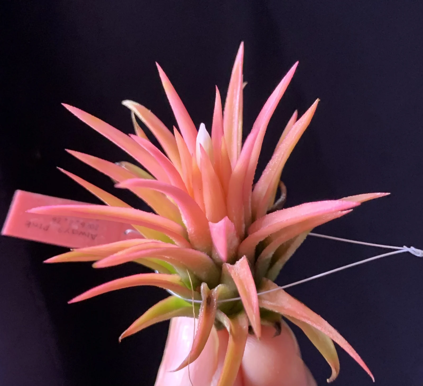 ティランジア　イオナンタ　オールウェイズピンク　ツボミ