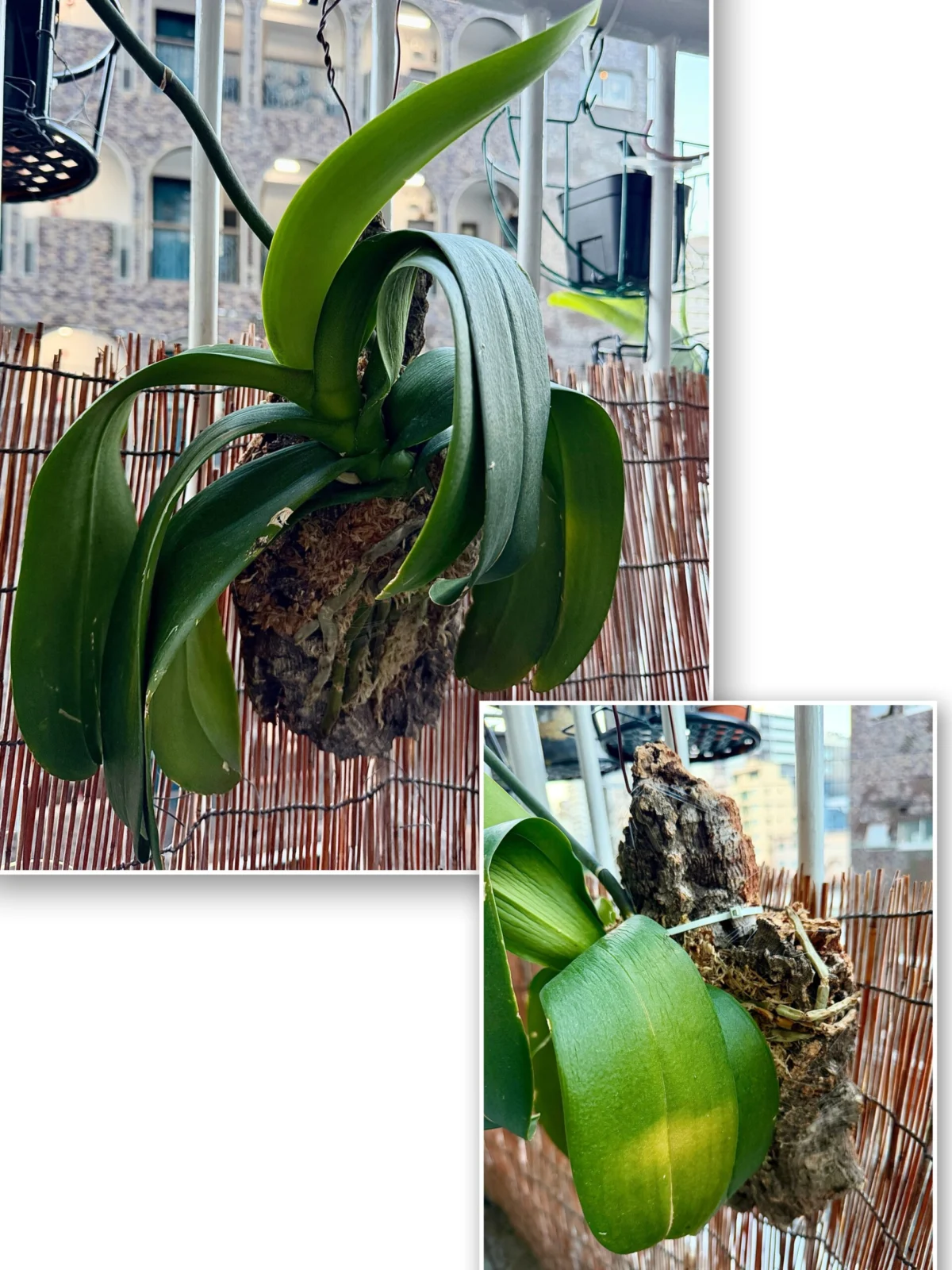 胡蝶蘭　板付け