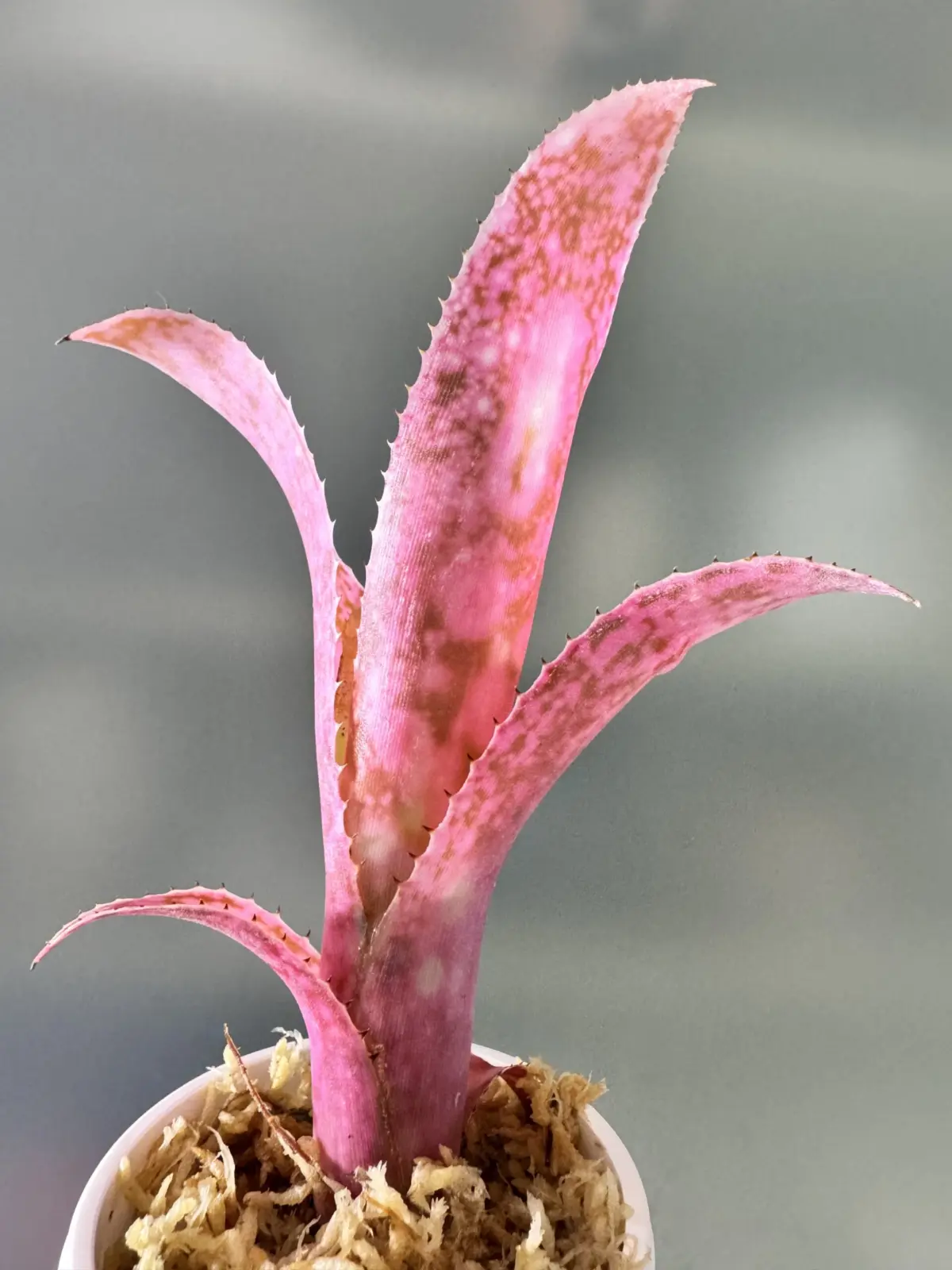 ビルベルギア　フラアウワナ　褐斑細菌病からの３代目