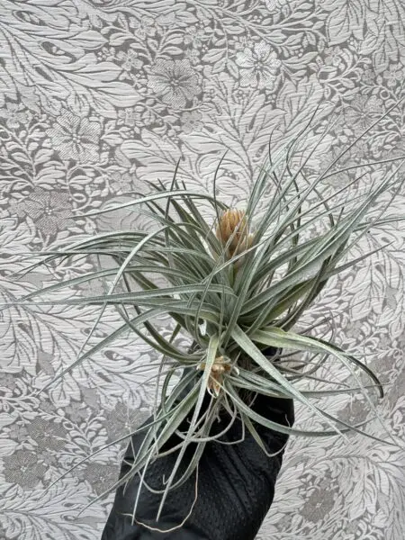 ティランジア ヒューストン 花終わり