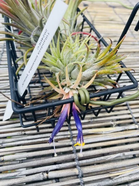 ティランジア　イオナンタ　ピーチ　花