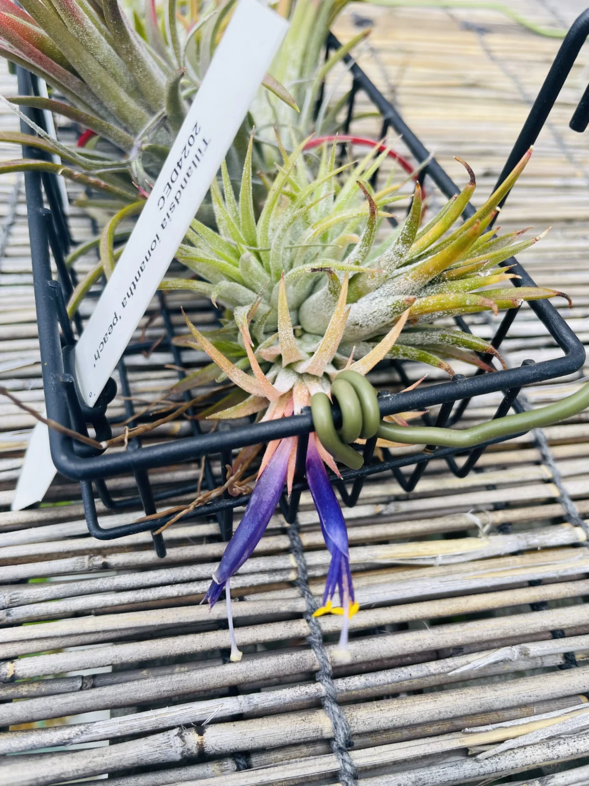 ティランジア イオナンタ ピーチ 花