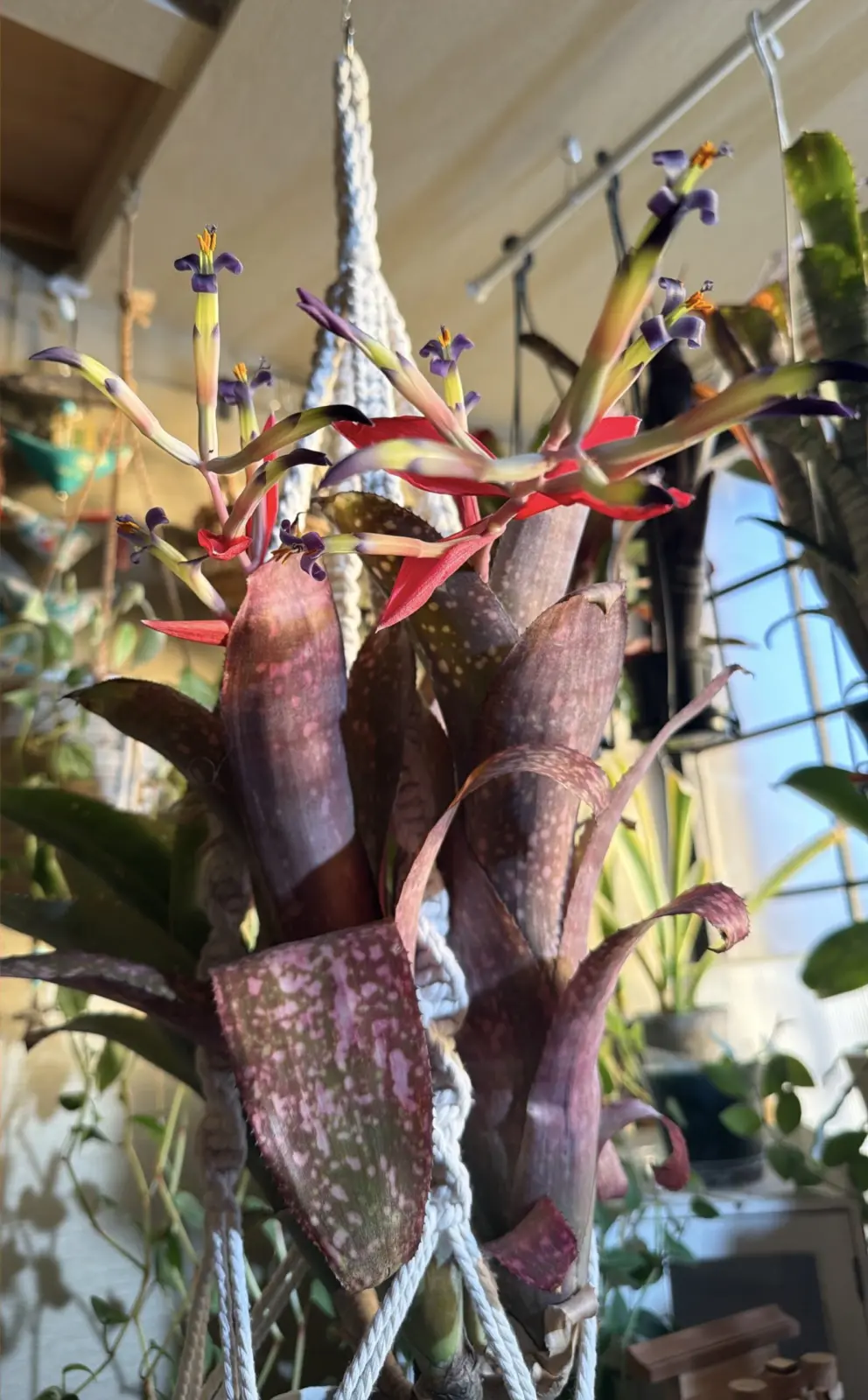 ビルベルギア　ハレルヤ　花