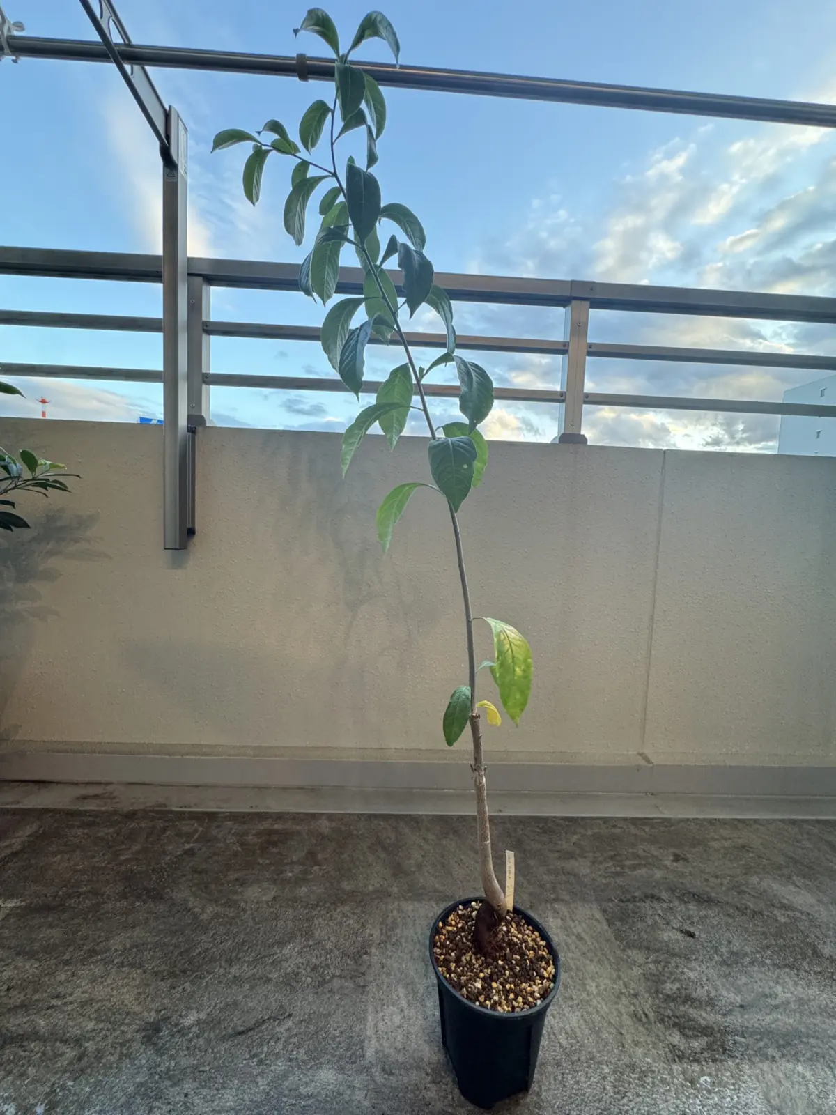 バオバブ　ディギタータ