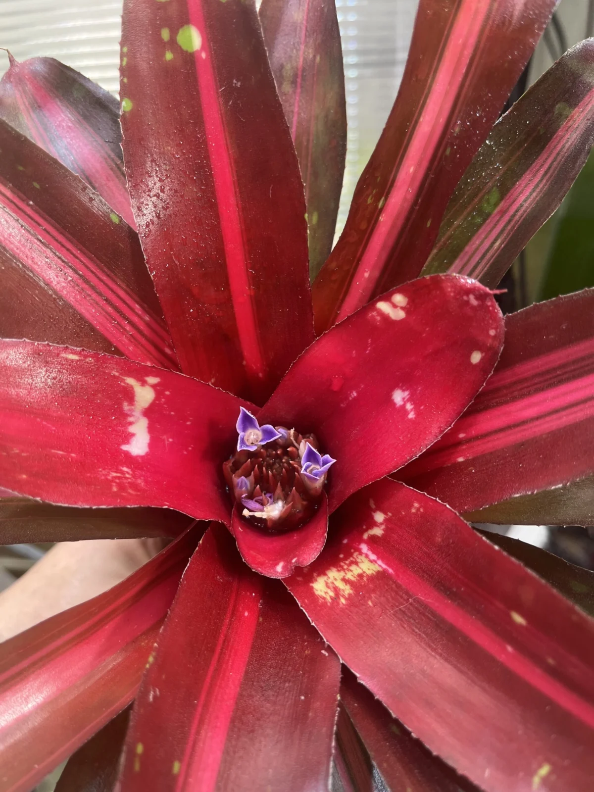 ネオレゲリア　マイカイ