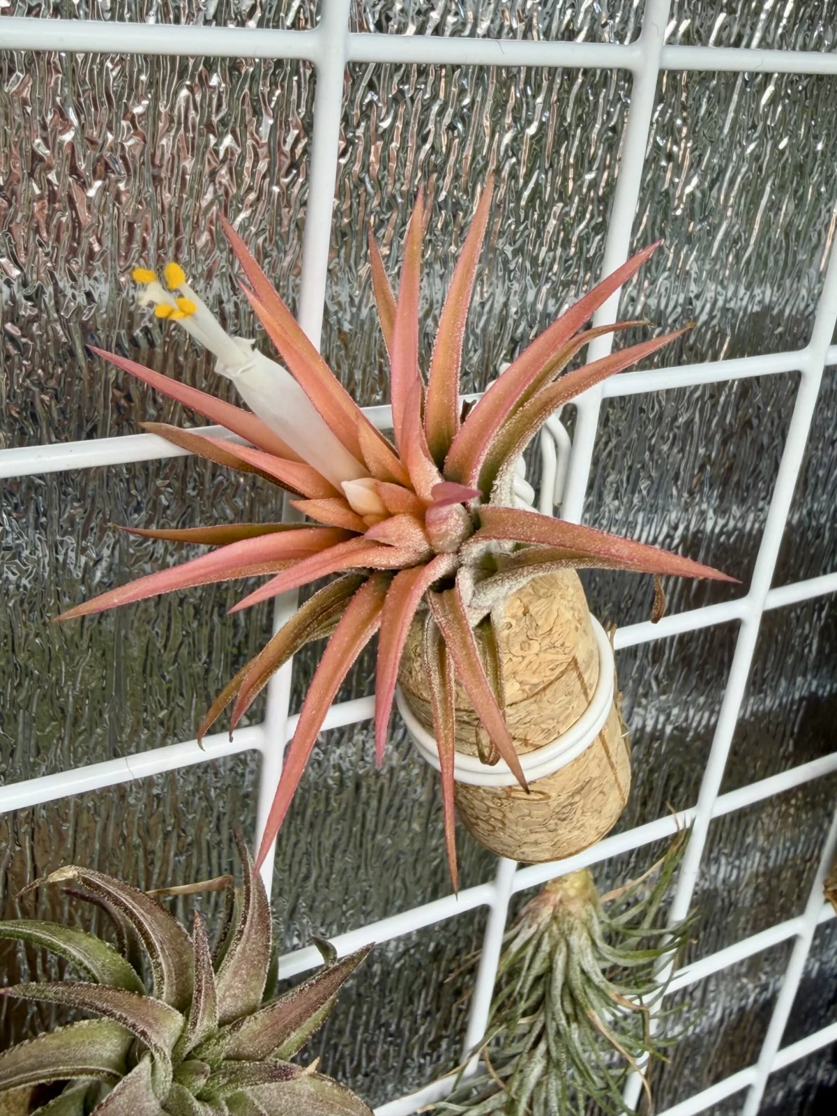 ティランジア　オールウェイズピンク　開花