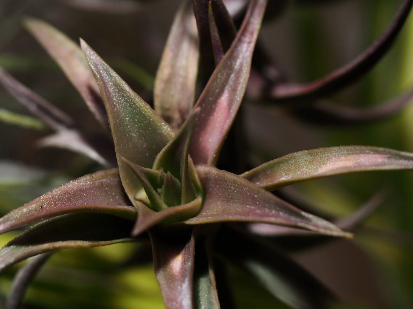 ティランジア エディシアエ – Plants Navi