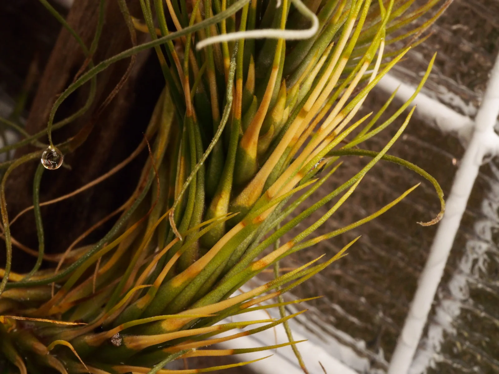 ティランジア　フンキアナ　フロムハワイ