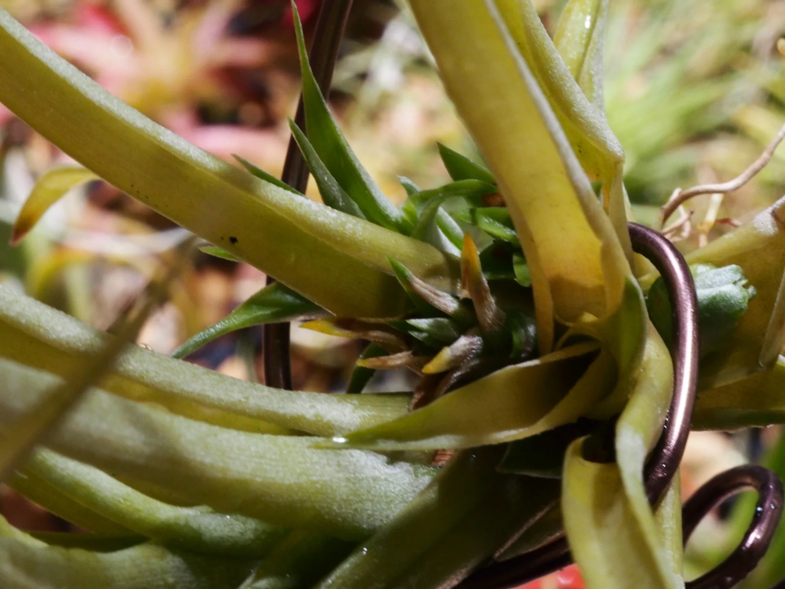 ティランジア　ブラキカウロス　サングロウ