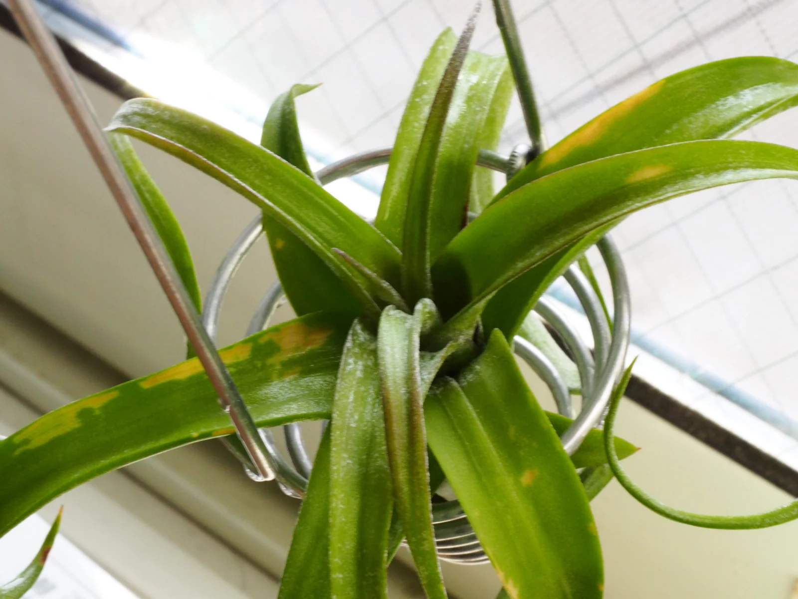 ティランジア　カーリースリム