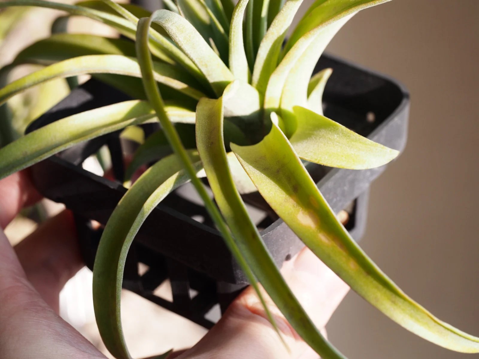 ティランジア エリックノブロック