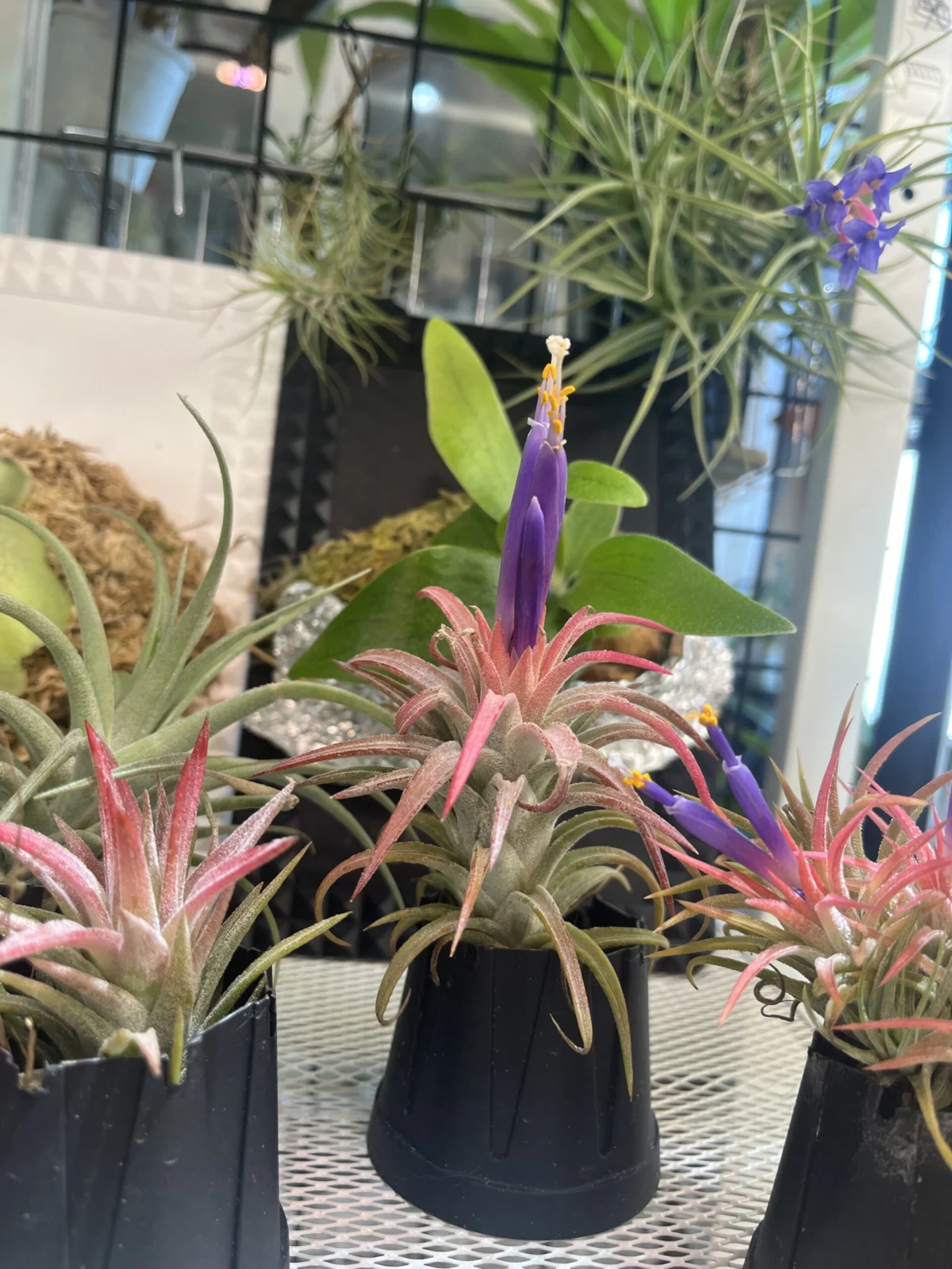 ティランジア イオナンタ バンハイニンギー