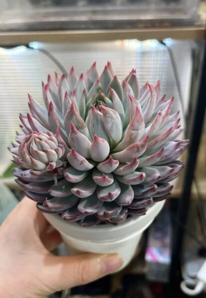 多肉植物　エケベリア　桜鬼