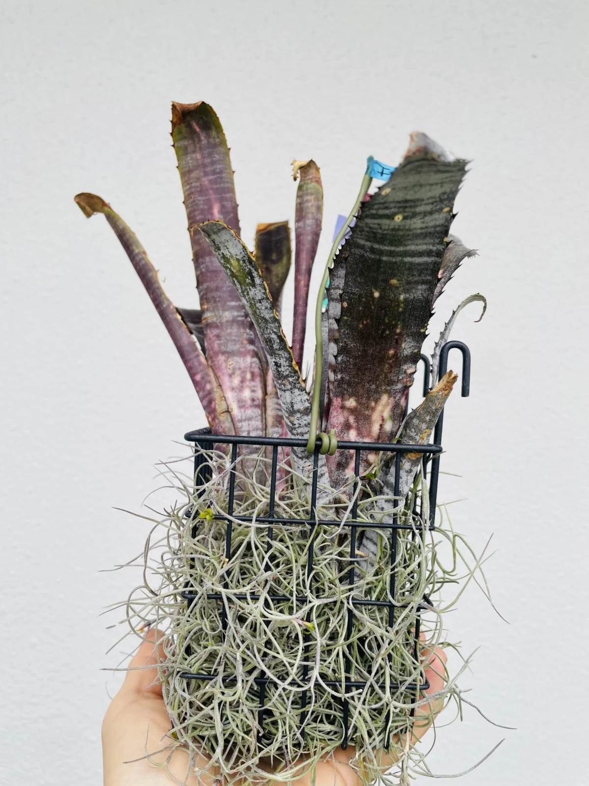 タンクブロメリア ビルベルギア パイプライン ウスネオイデス 花