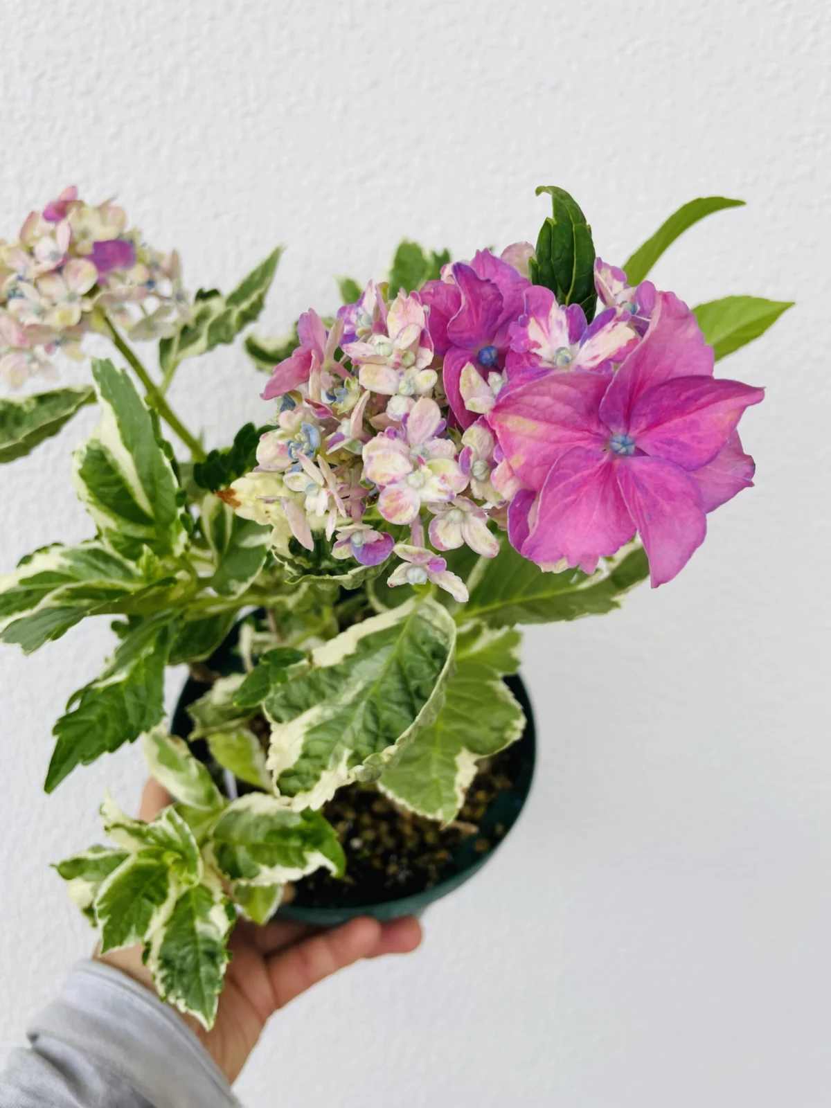 アジサイ　カラフルランジア　スパイス　花