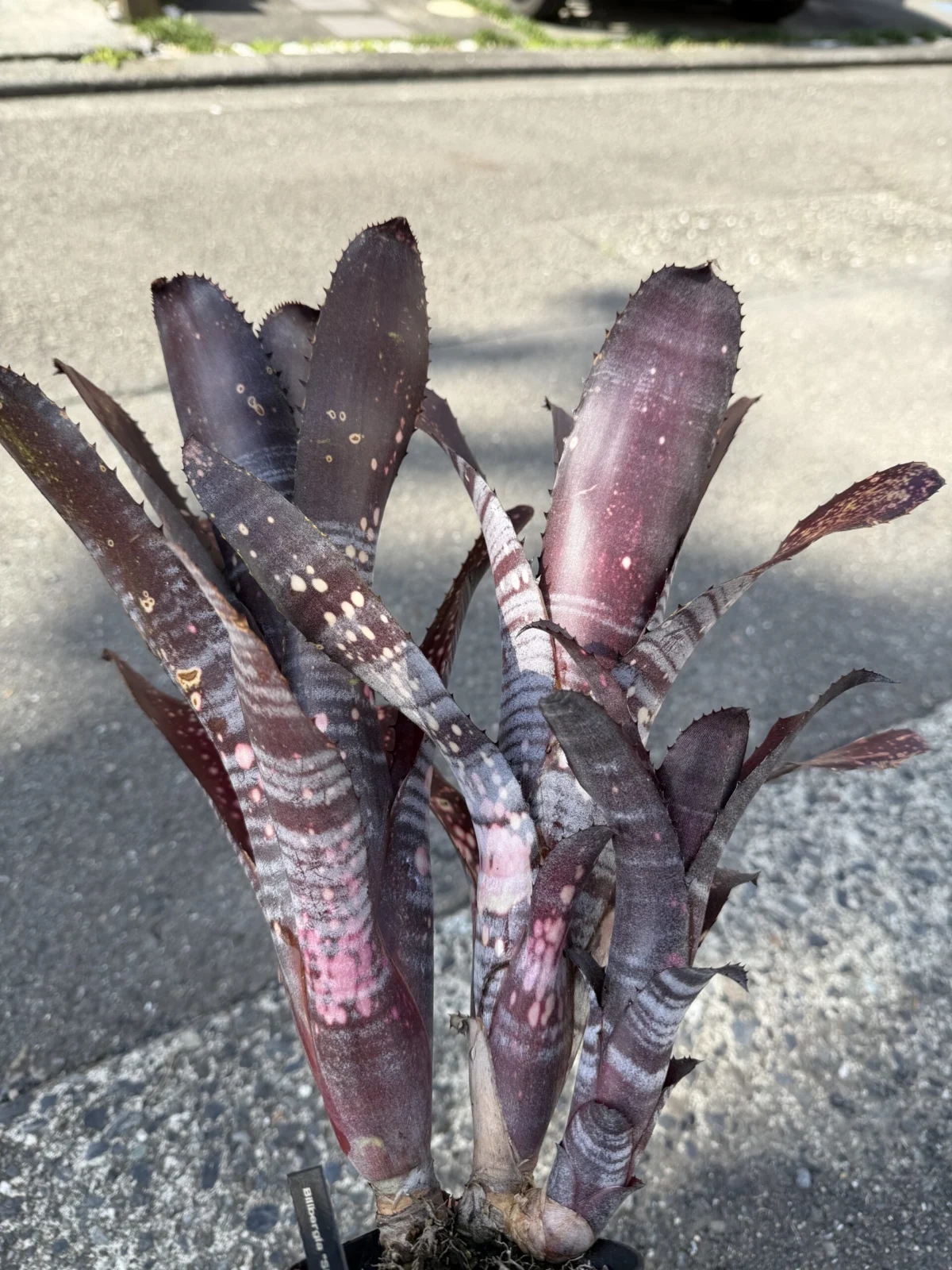 ビルベルギア　スモークスタック