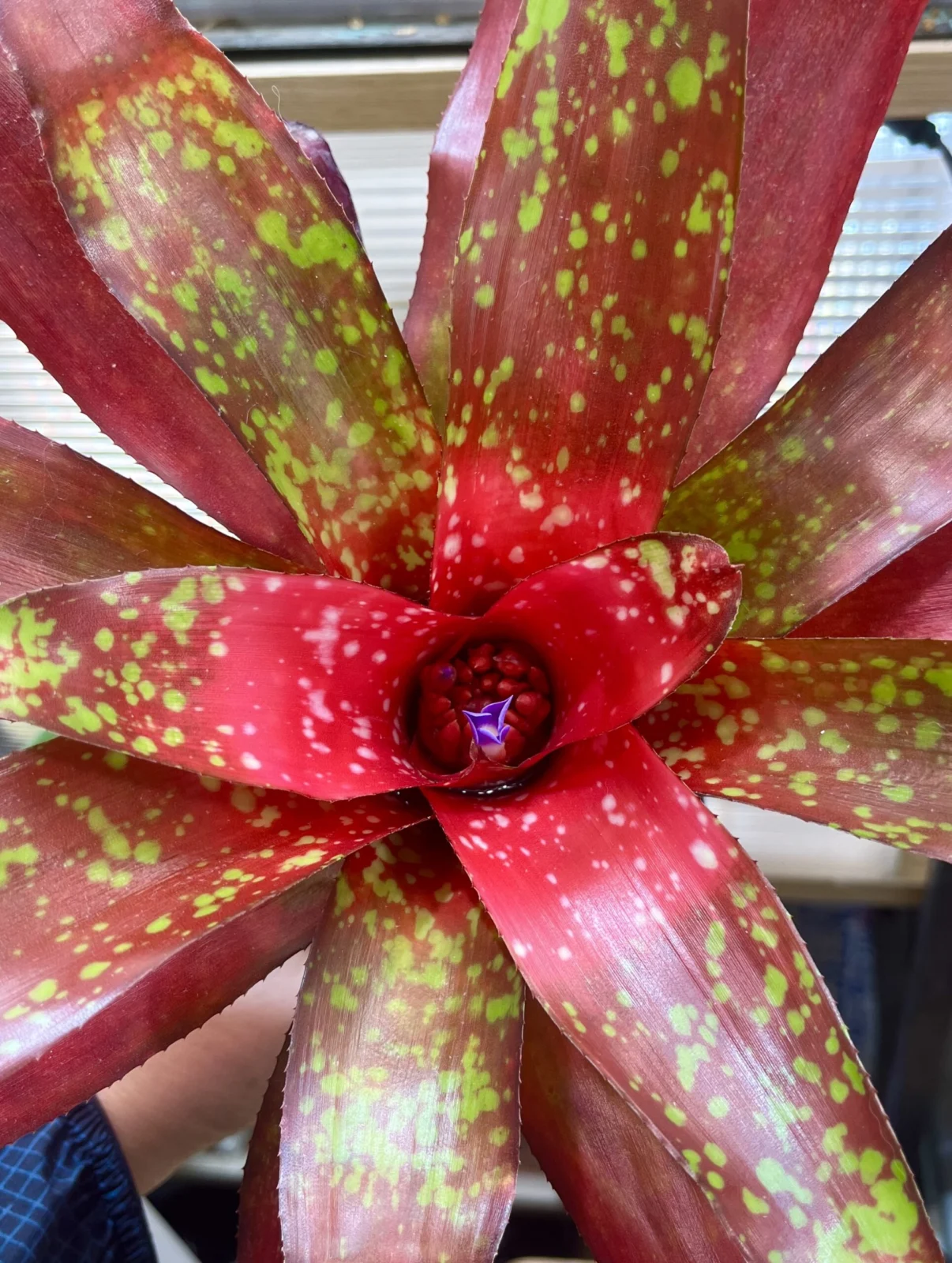 ネオレゲリア　クリストファーロビン