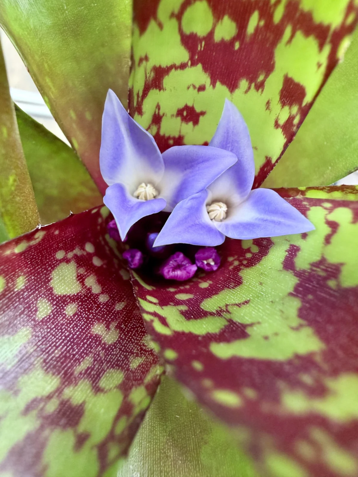 ネオレゲリア　リリープー　花