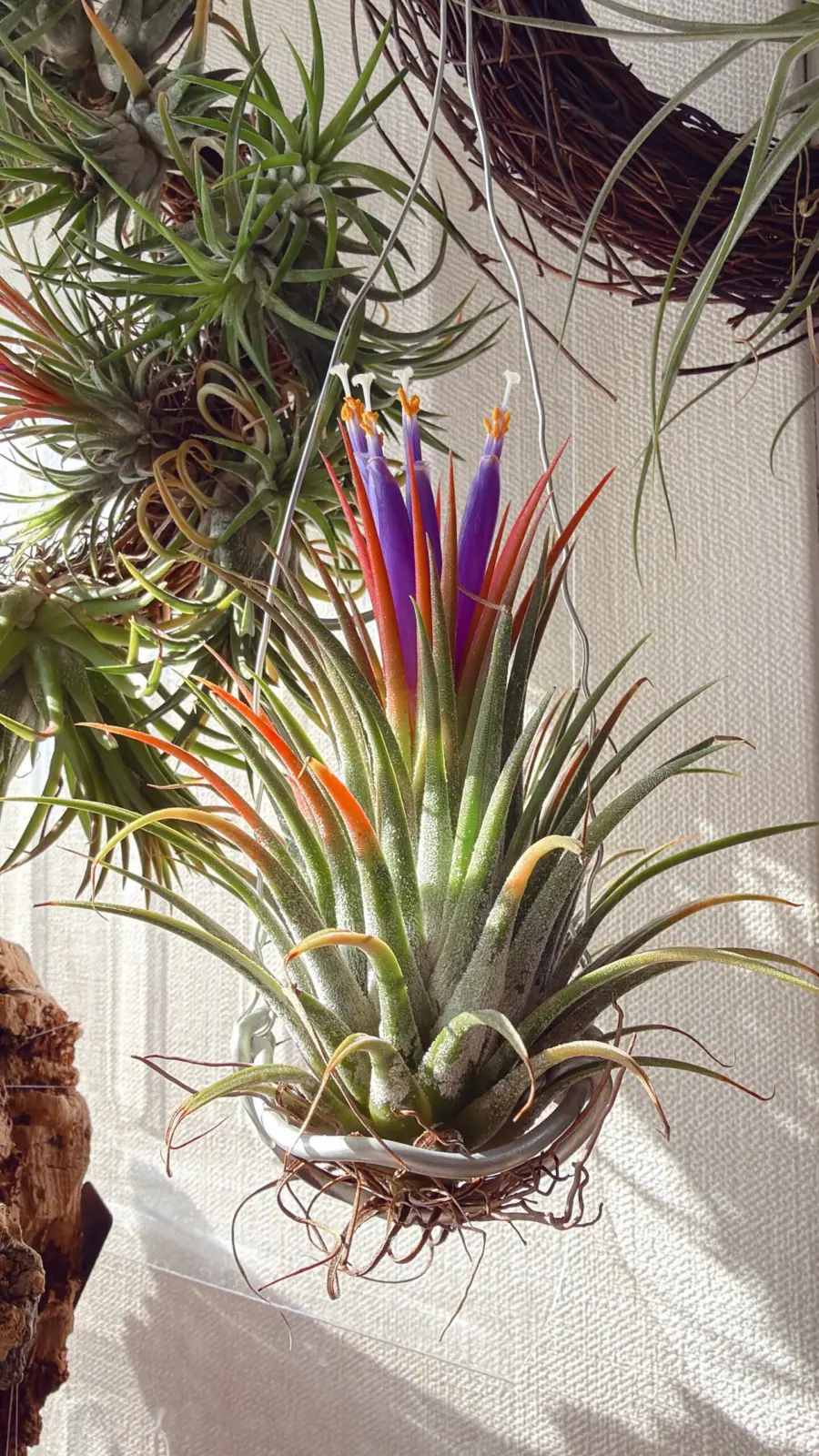 ティランジア イオナンタ 花