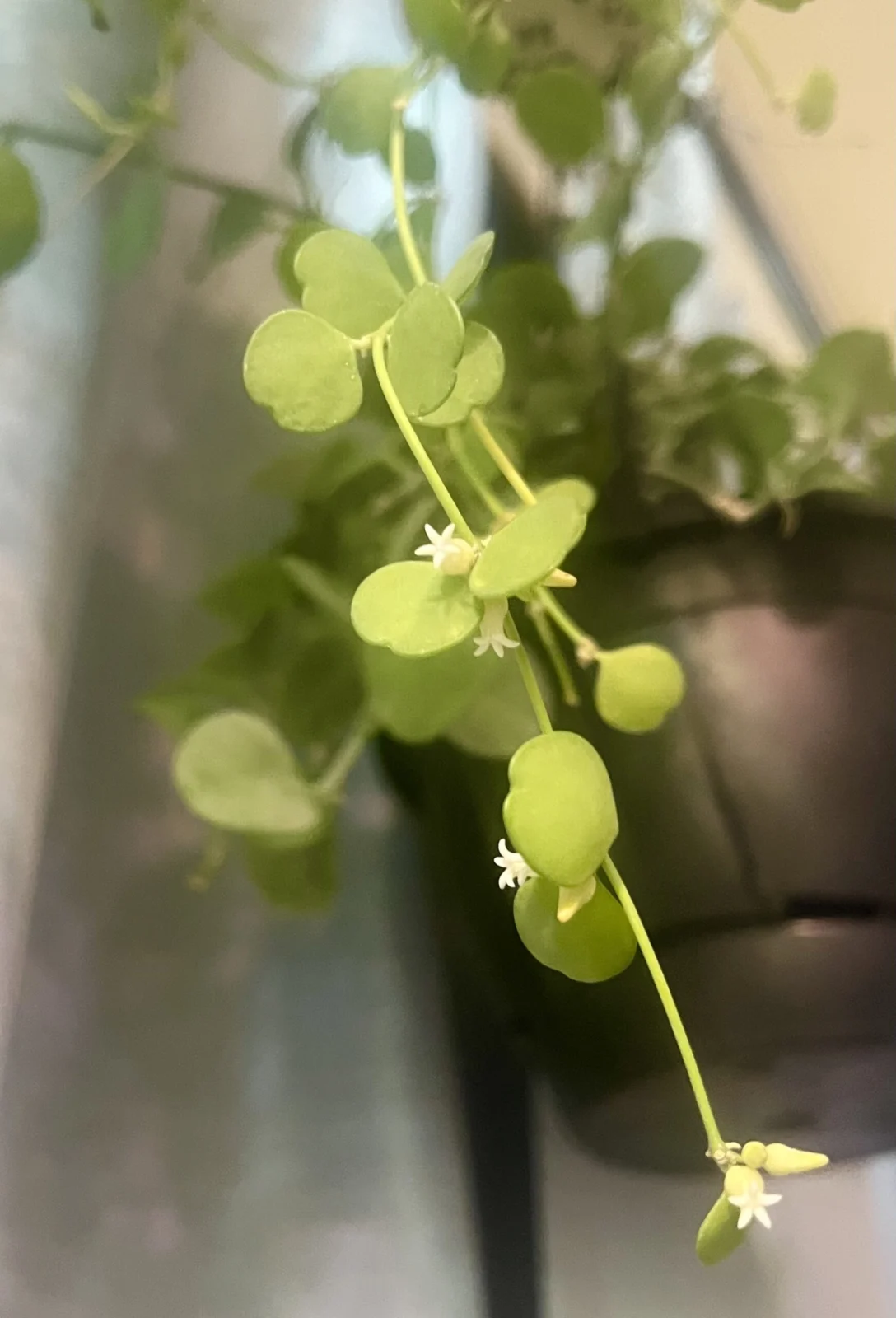 ディスキディア　ハートジュエリー　花