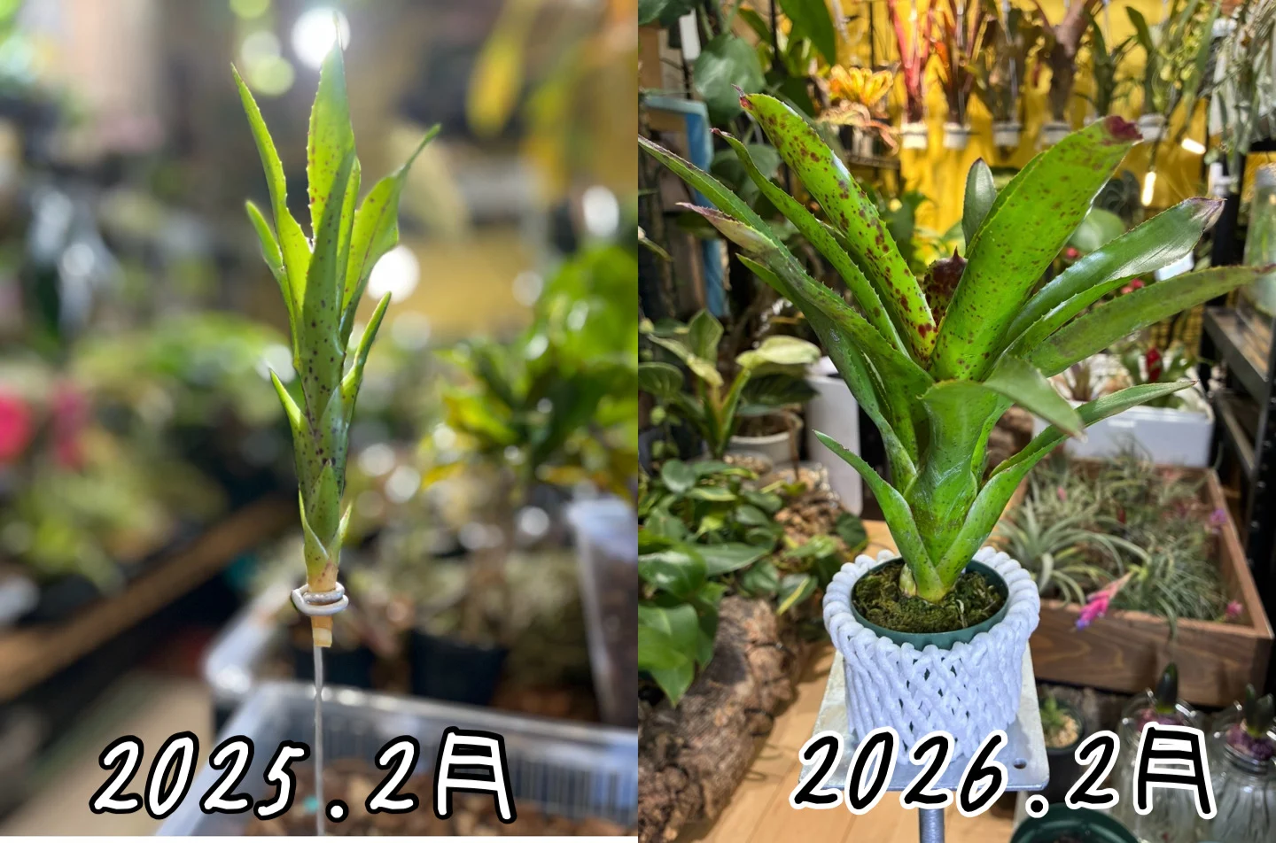 ネオレゲリア　チアーズ