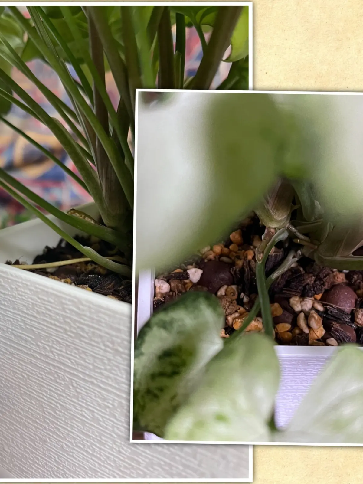 シンゴニウム　ホワイトバタフライ