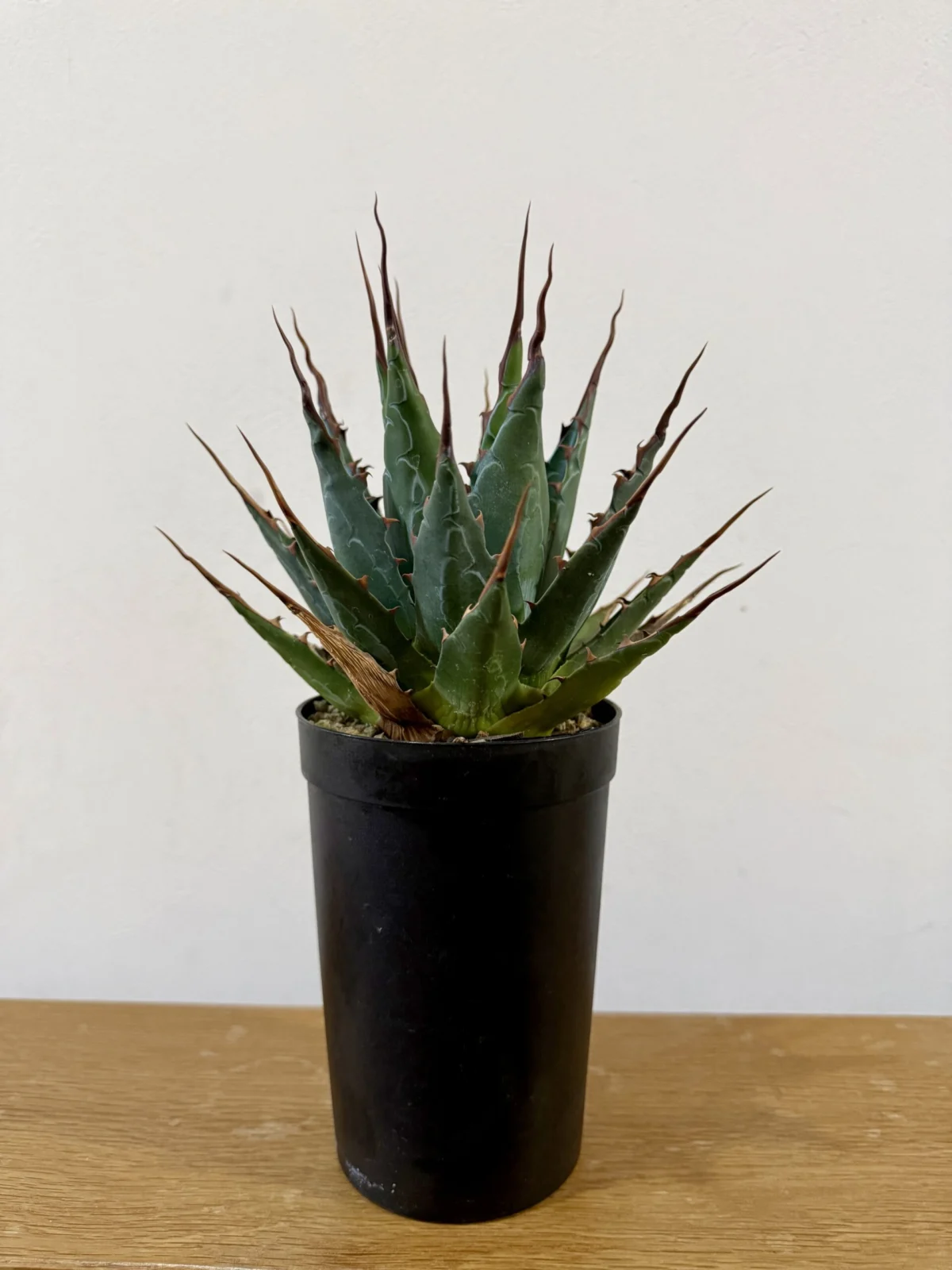 アガベ　モンタナ