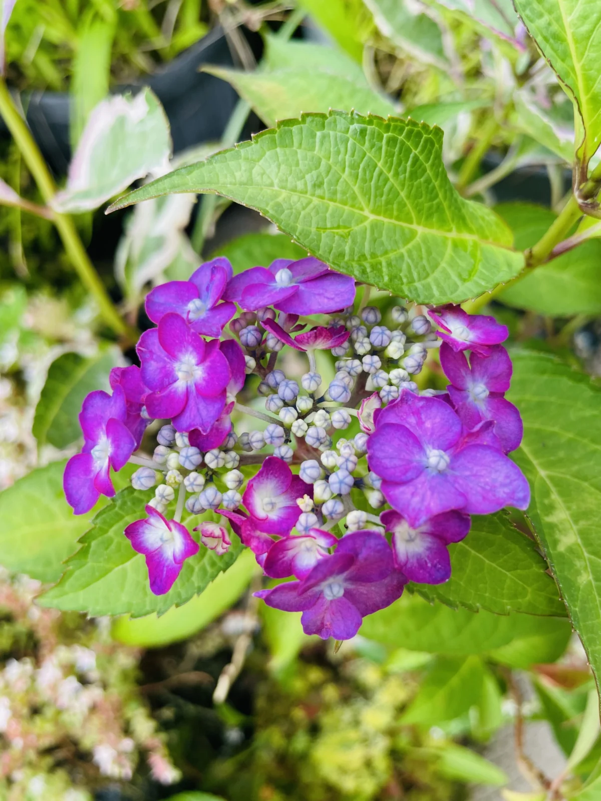 アジサイ 品種不明 花
