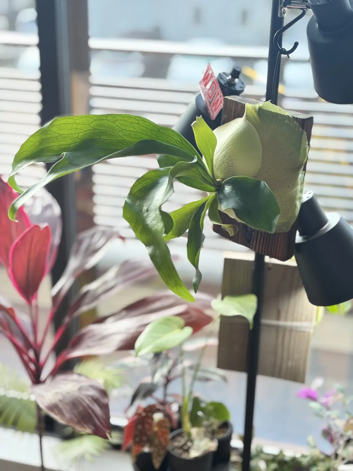 野良　ビカクシダ　