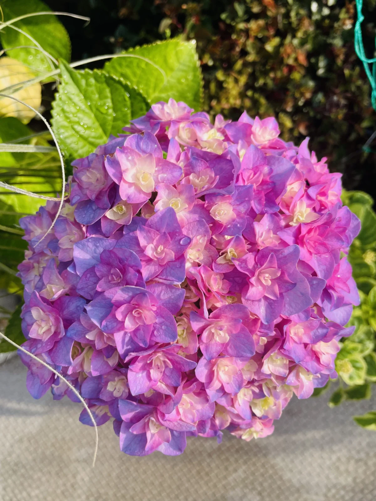 アジサイ　品種不明　花
