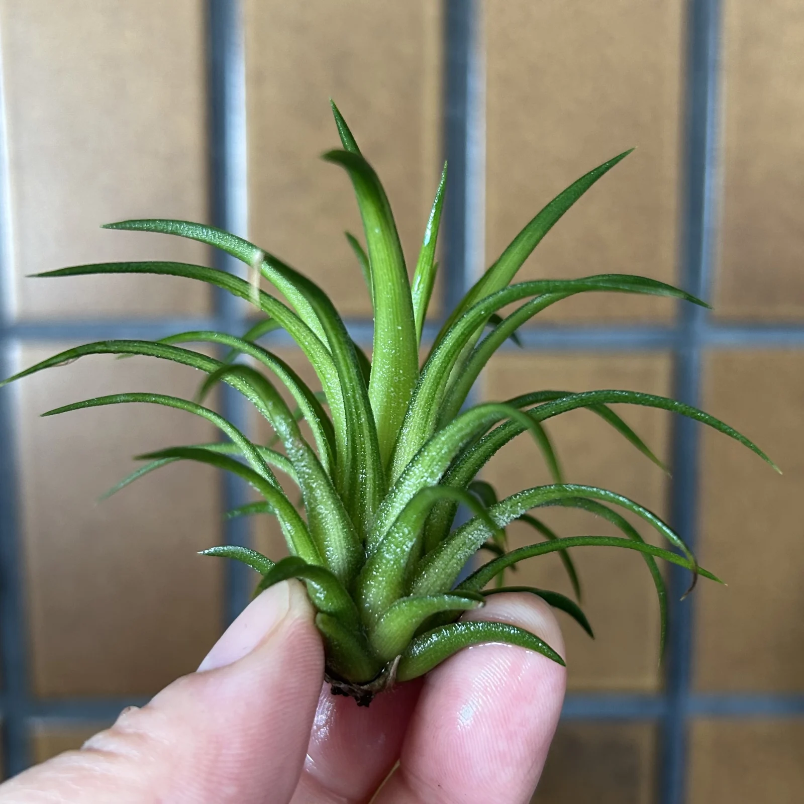 イオナンタ　斑入り？