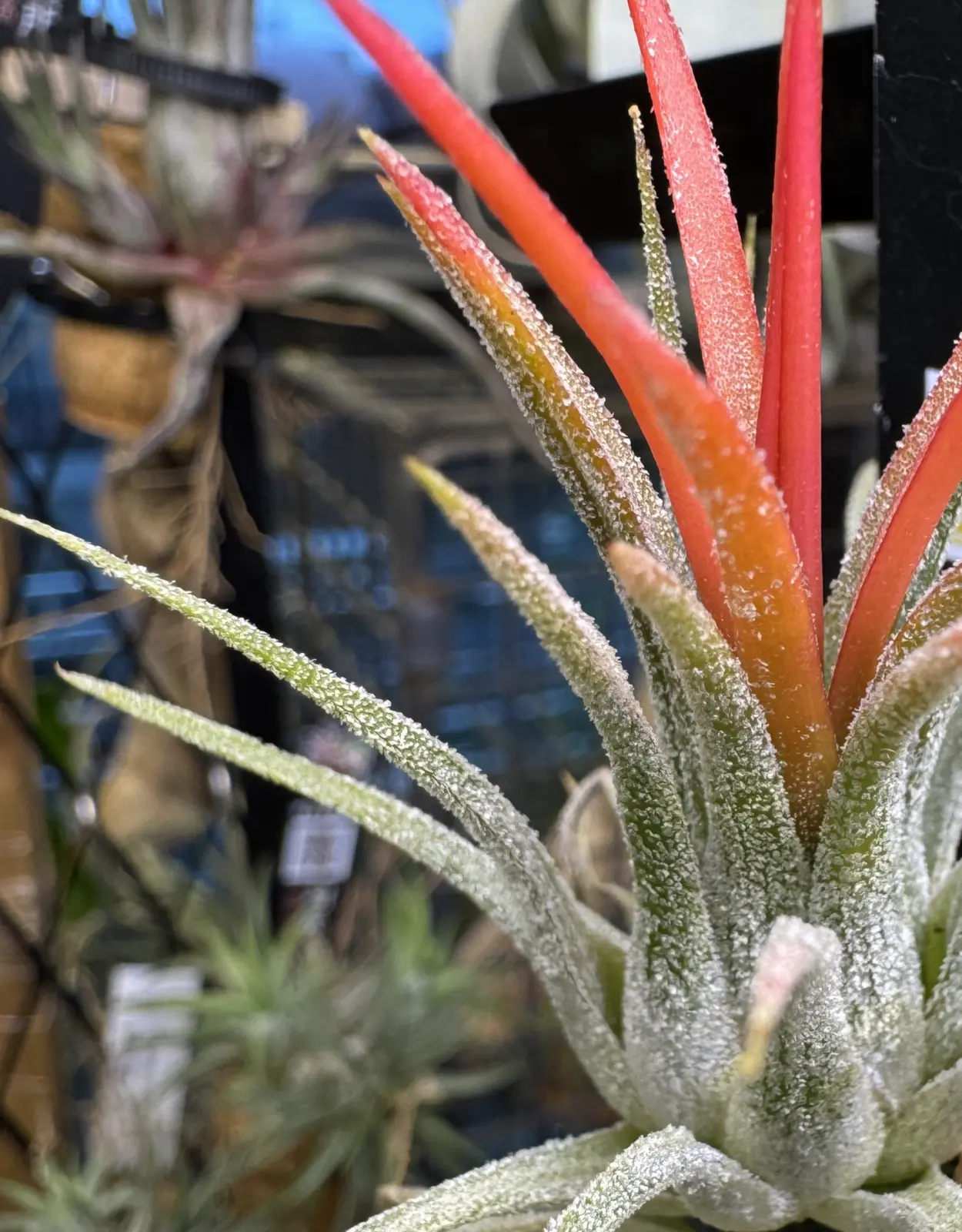 ティランジア　イオナンタ　フエゴ　白雪姫