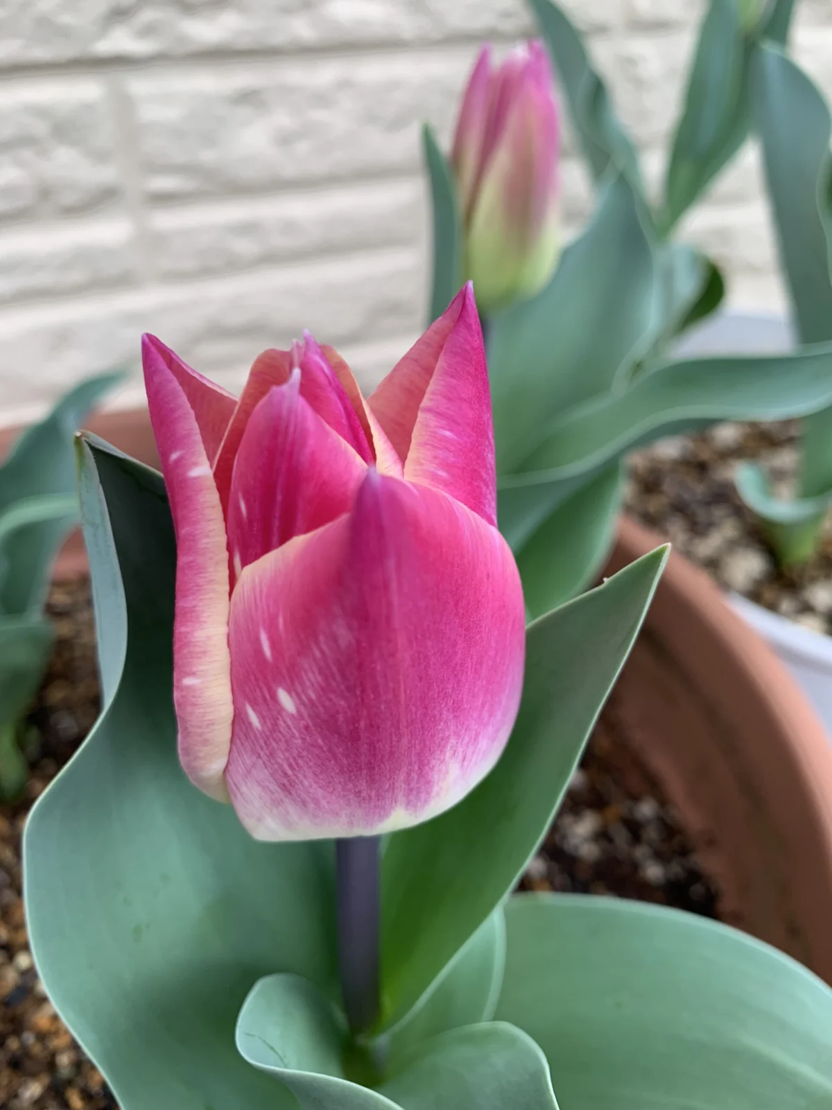 チューリップ　メルシー