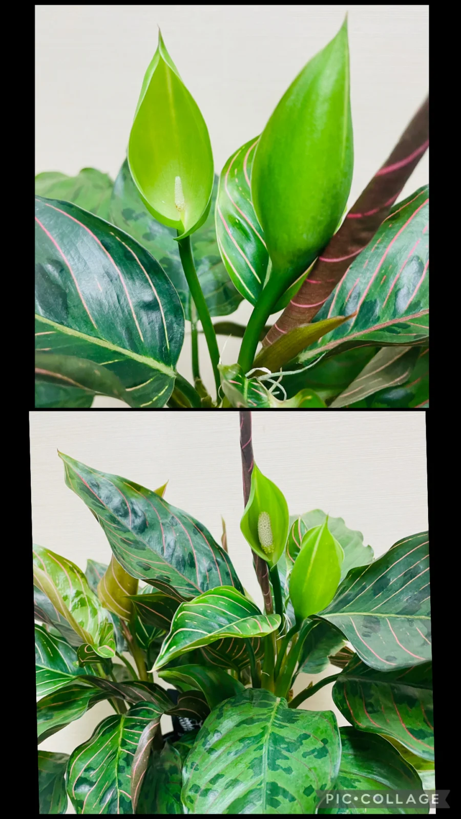 アグラオネマ レッドアーミー 花 小さい アザミウマ 害虫