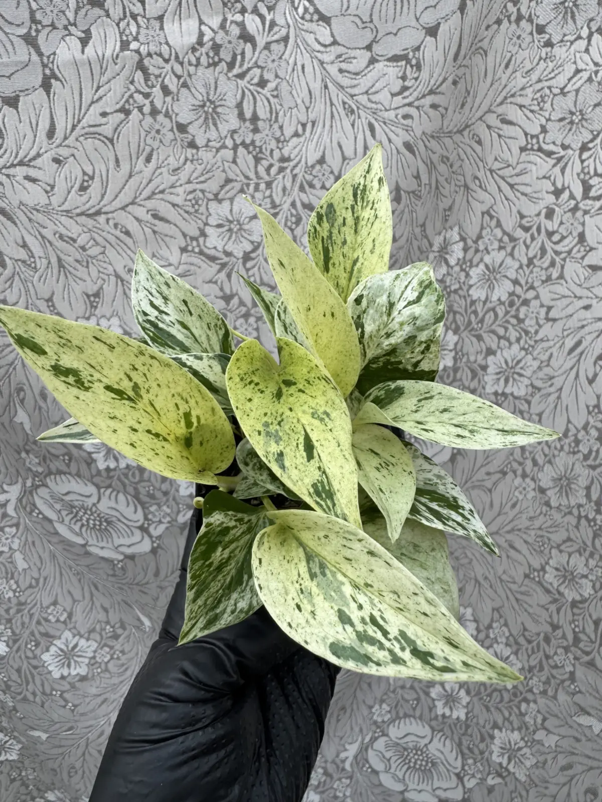 ポトス　ホムセン