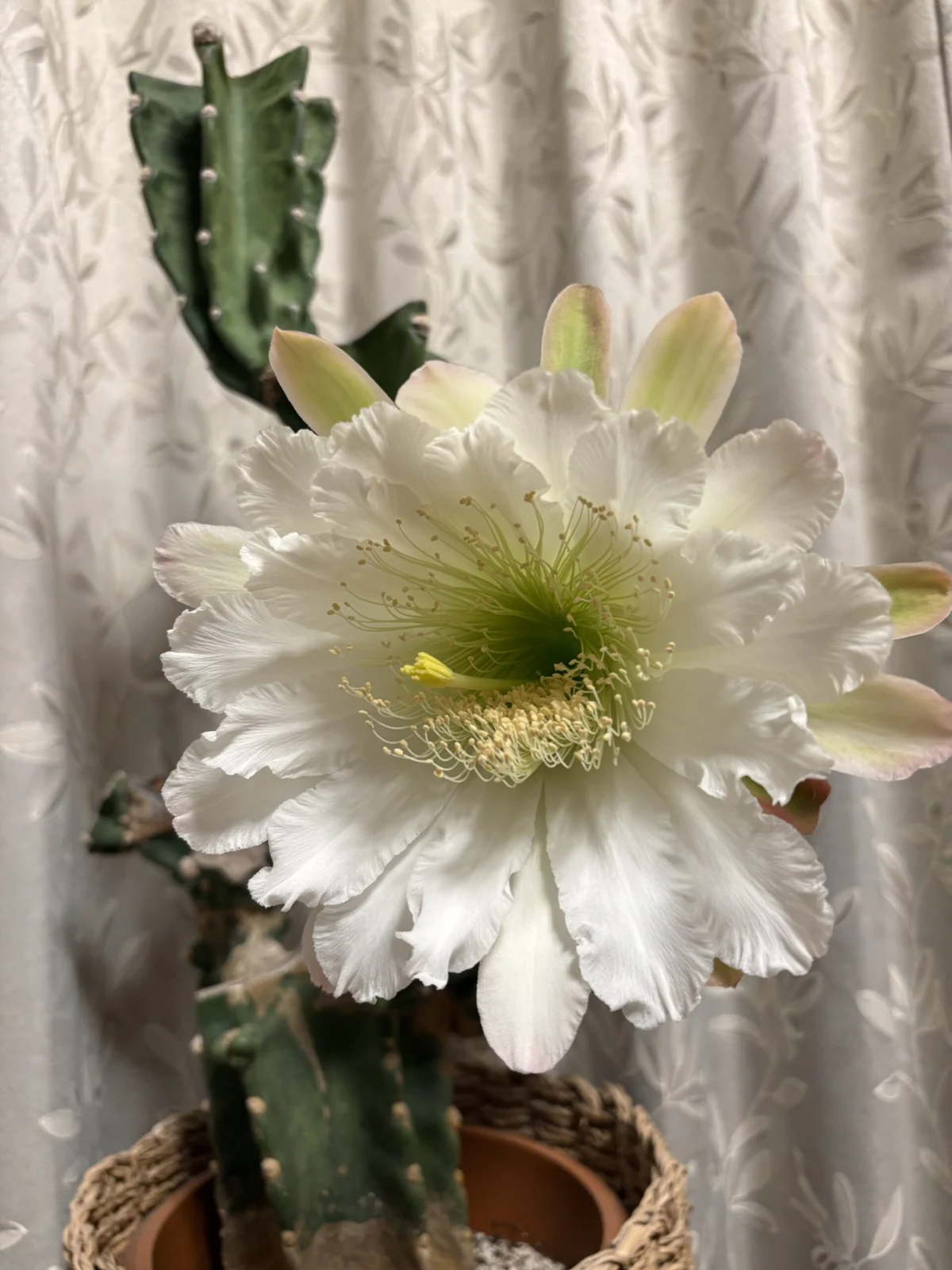 柱サボテン　開花