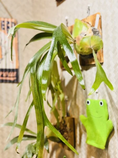 ビカクシダ　トサカ