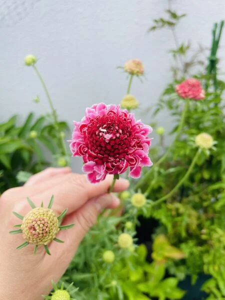 スカビオサ　スクープシリーズ　花
