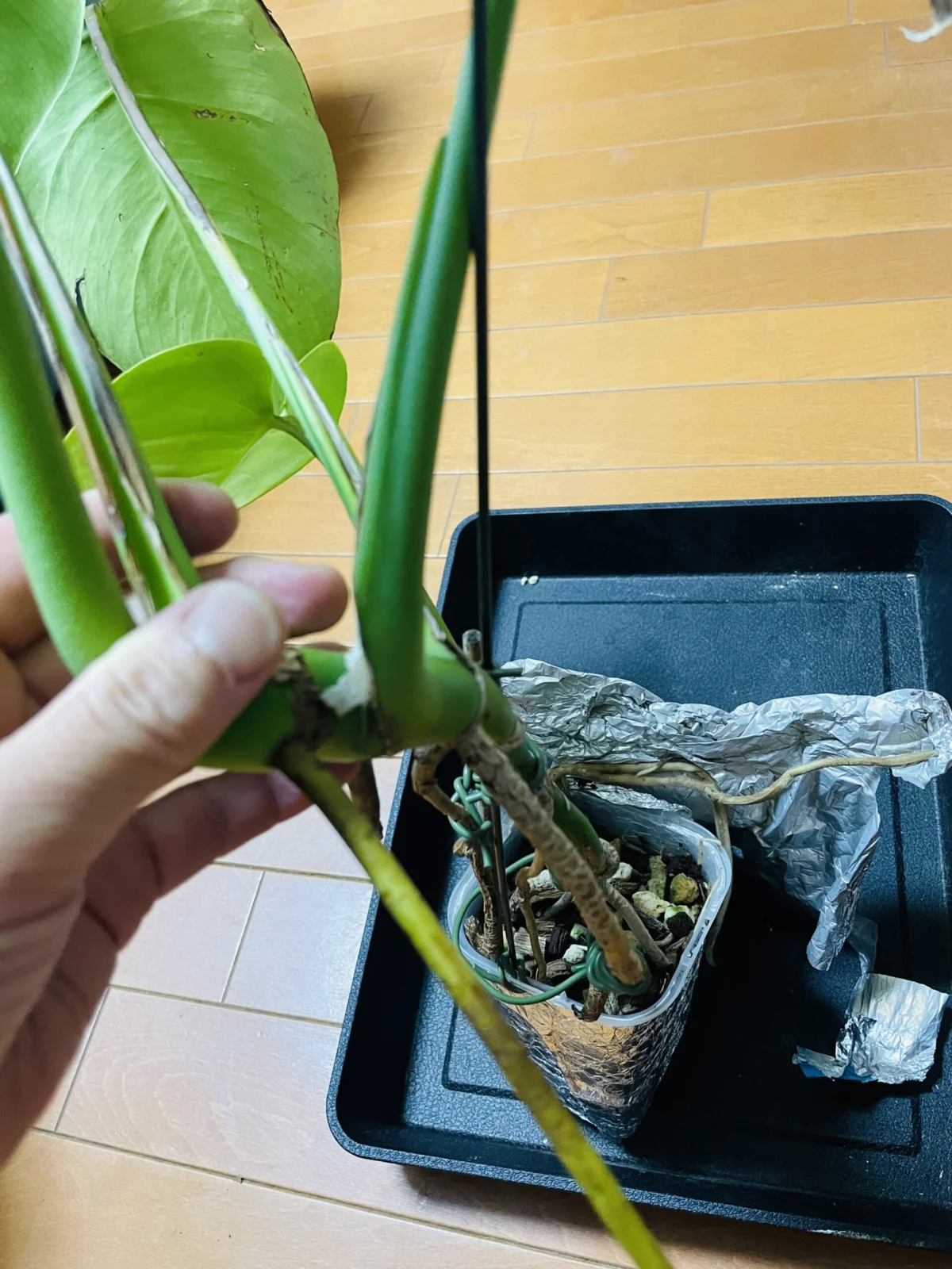 モンステラ 100均 脱走根