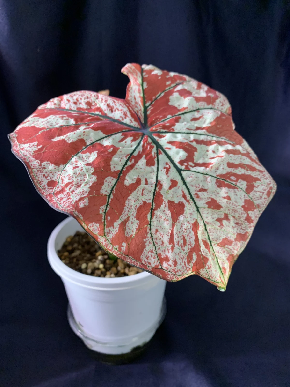 カラジウム　ユニバース