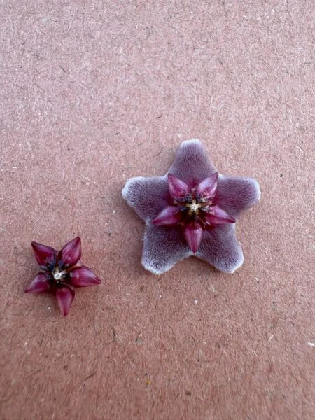 ホヤ プビカリクス 花 副花冠
