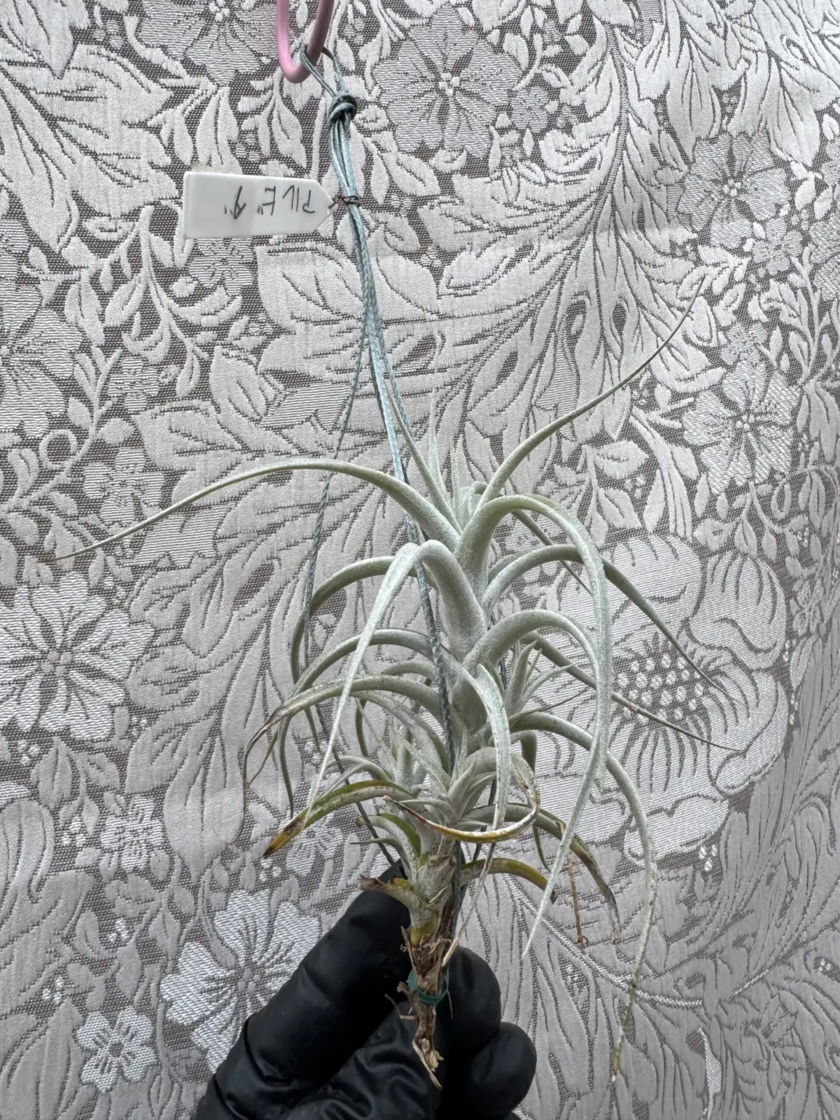 ティランジア　アルビダ　子株付き