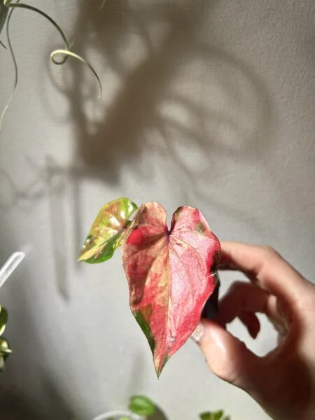 カラジウム セッティ ファンラン