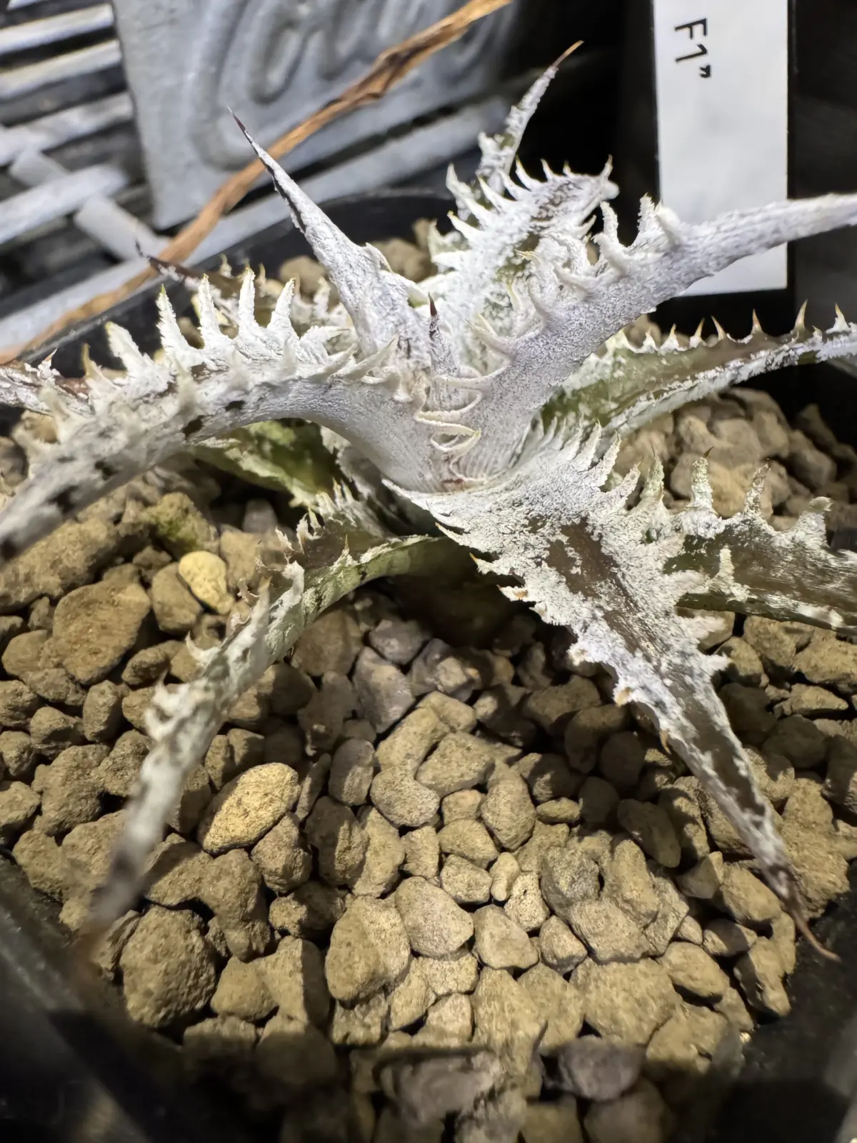 ディッキア　マラソン