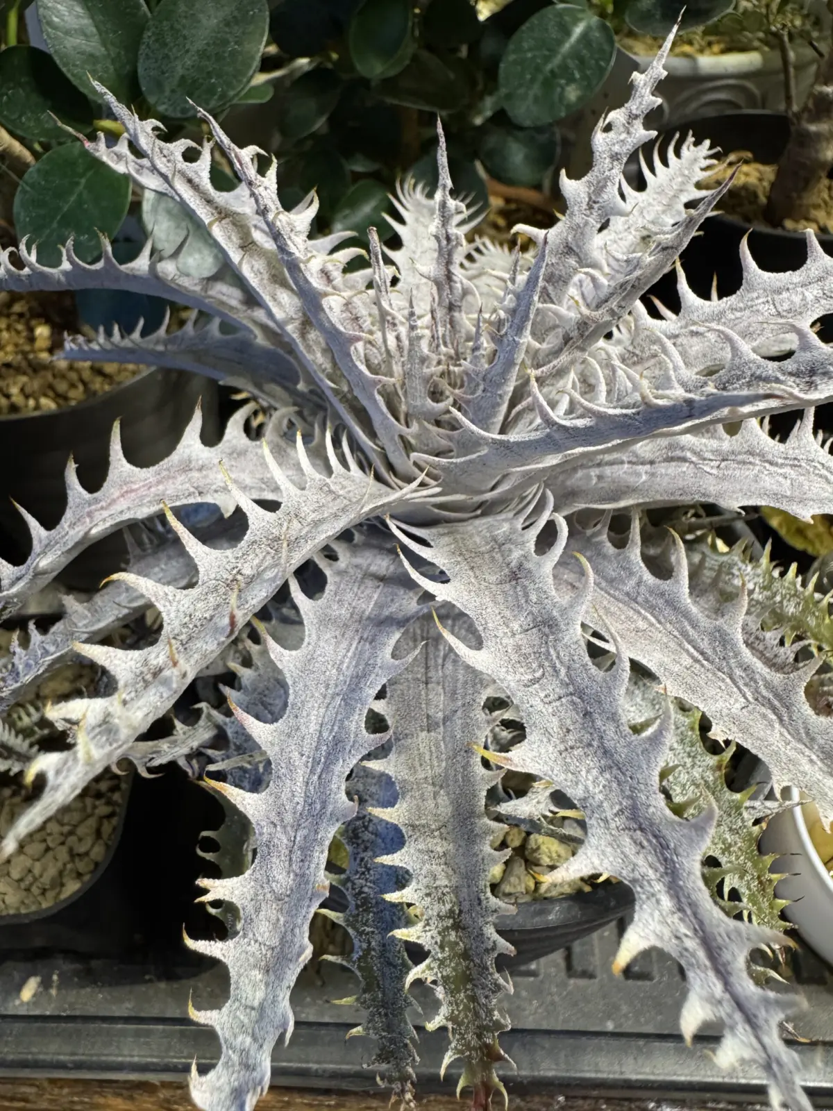 ディッキア　カセドラル