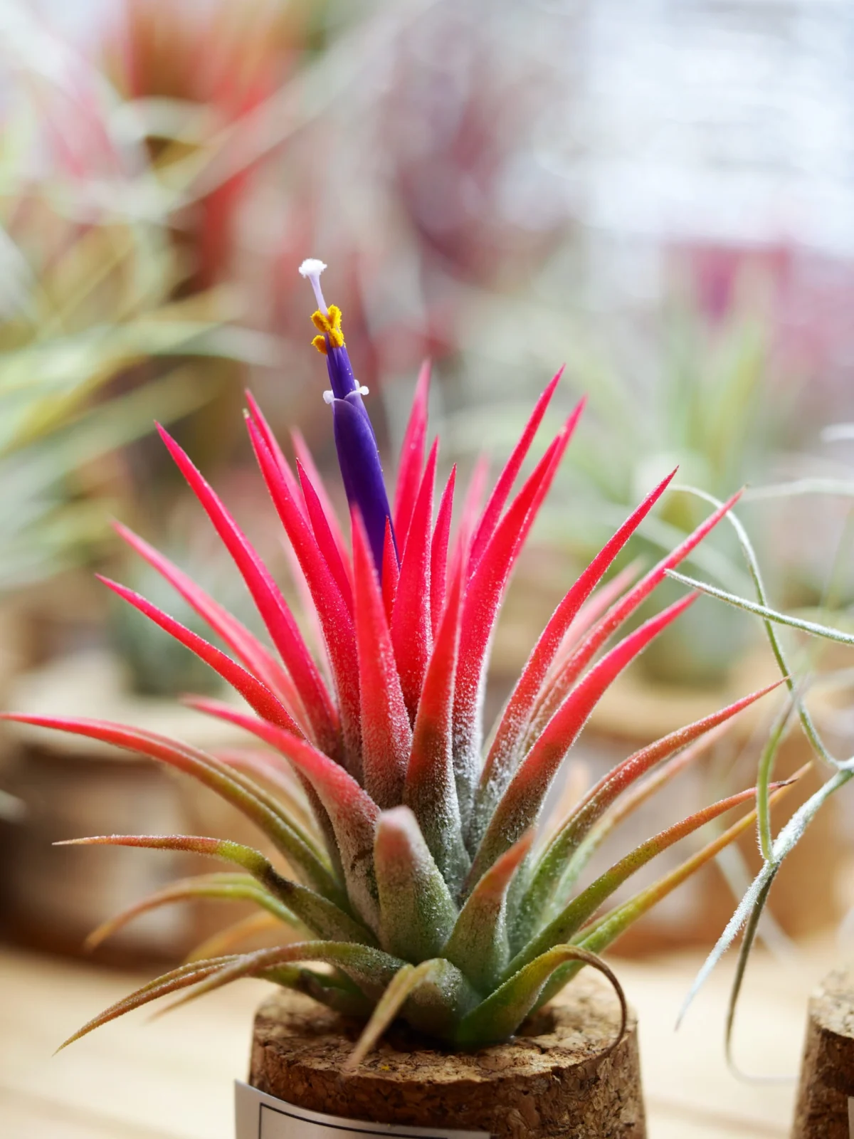 ティランジア オレンジ イオナンタ 開花