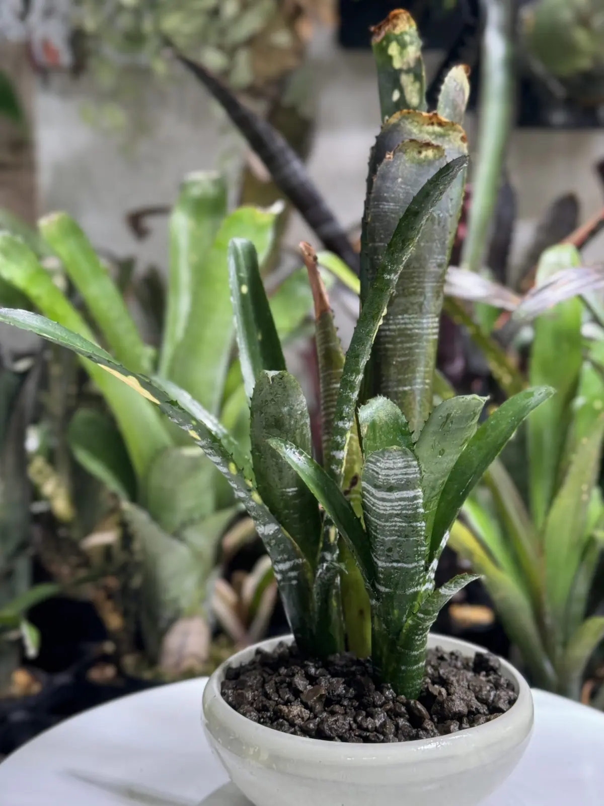 ビルベルギア　ビッタータ　ドミンゴスマルティンス