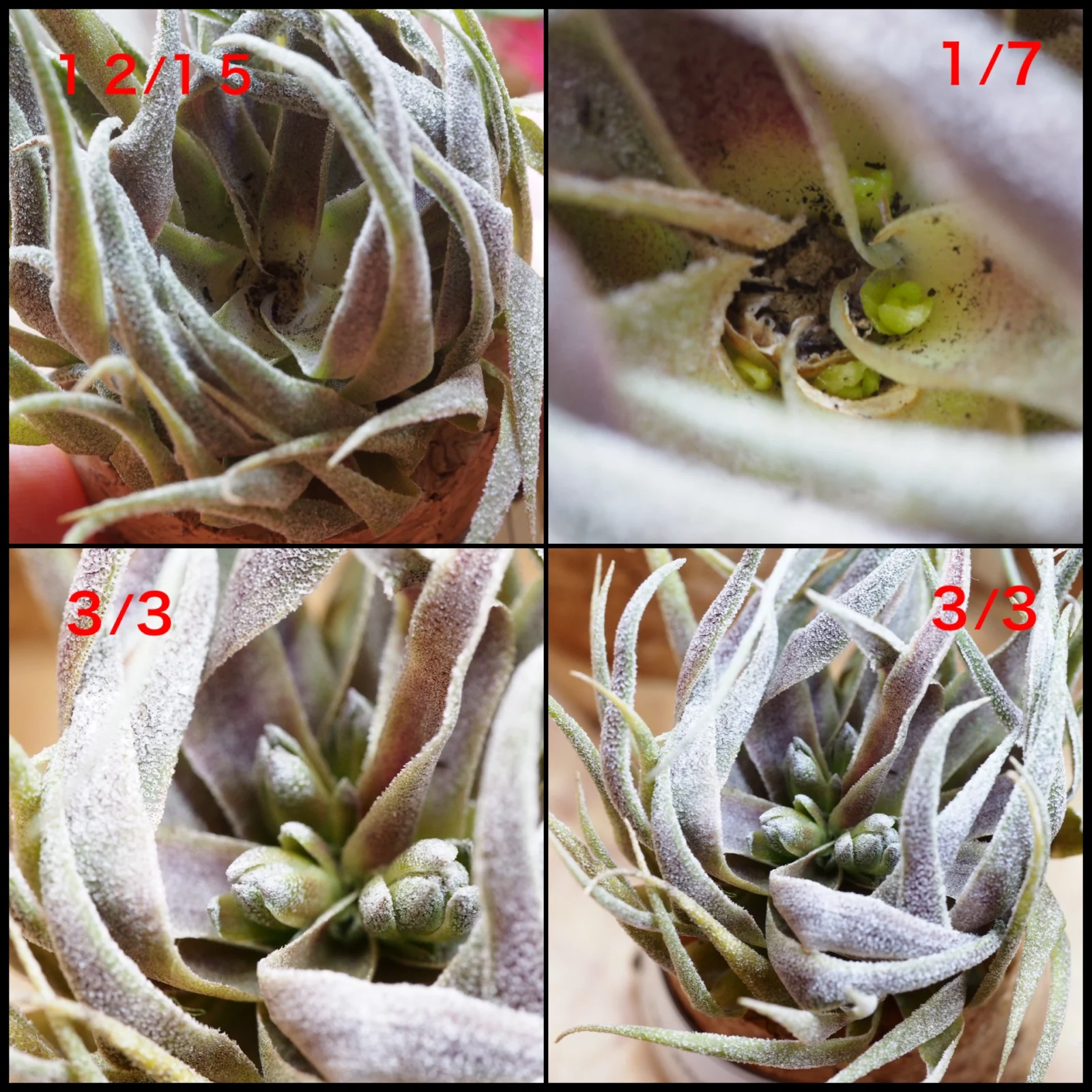 ティランジア スプレンゲリアナ 胴切り