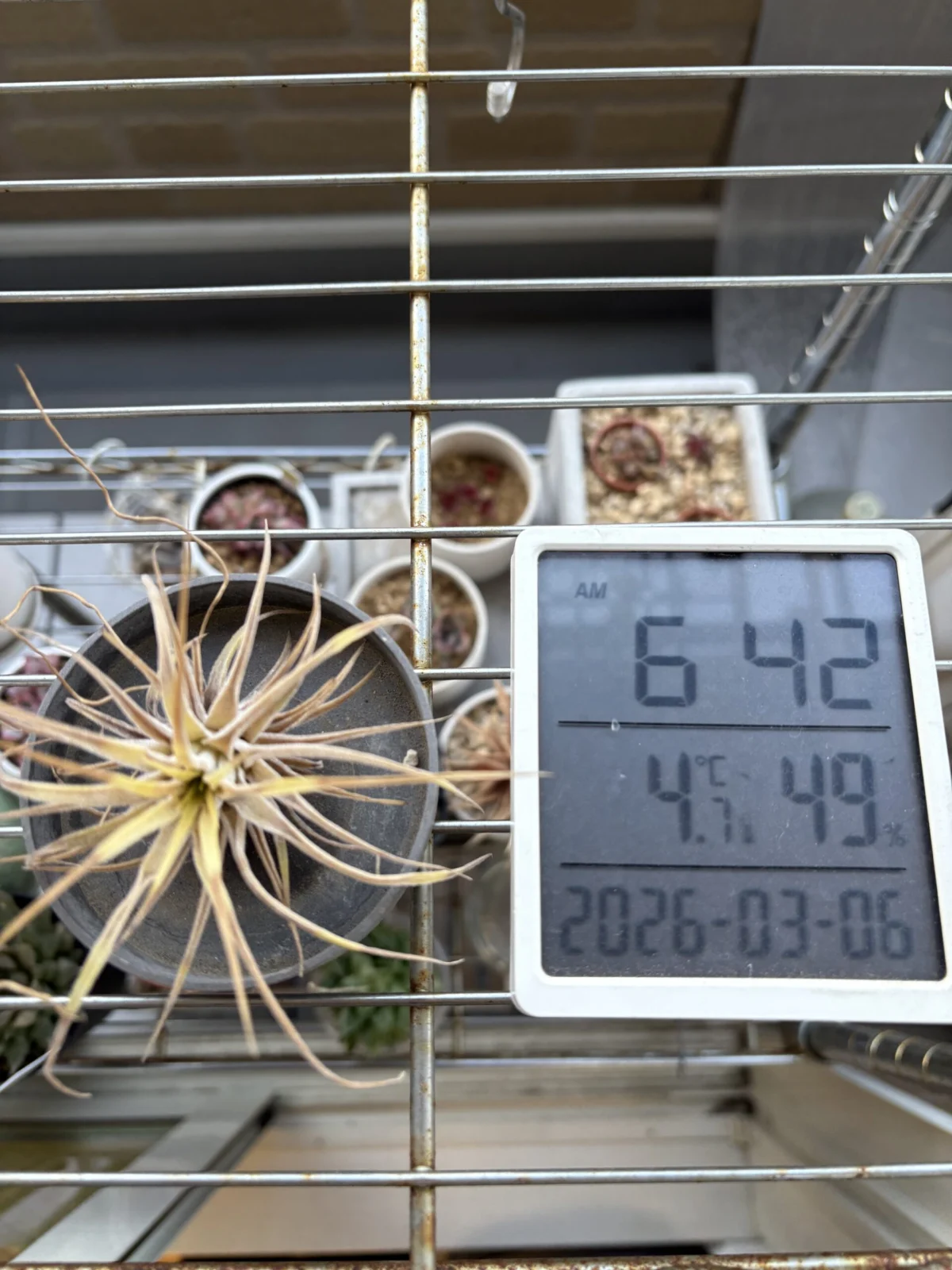 ティランジア　イオナンタ　100均　耐寒試験